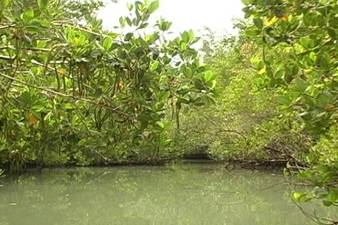 Mangroves 5 Vídeo Stock 159274