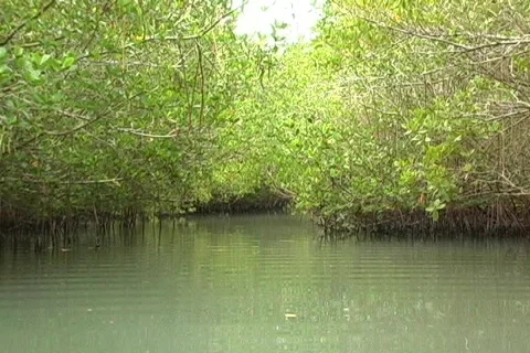 Mangroves 7 Vídeo Stock 159387