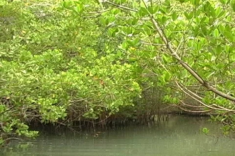 Mangroves 9 動画素材 159399