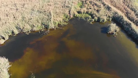 MANGROVES AERIAL VIEW Video stock 129545483