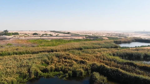 Mangroves and Desert Panoramic View Stock Footage 129543948