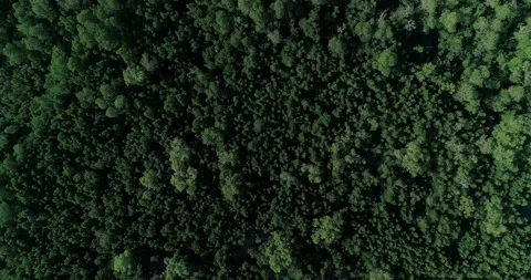 Mangroves and mixed plants forest Stock Footage 165654041