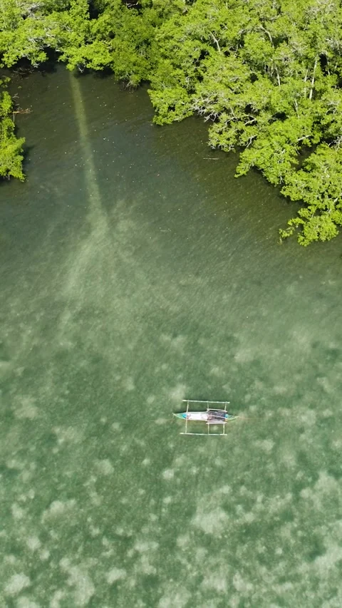 Mangroves and rainforest in the Philippines. Stock Footage 291877282
