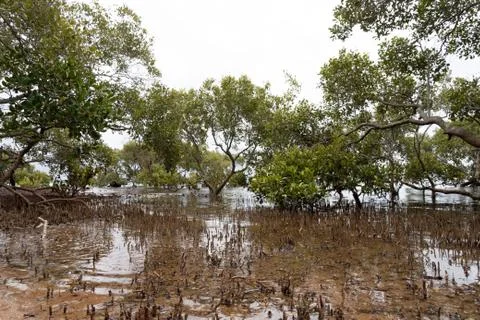 Mangroves on the beach with reflections Stock Photos