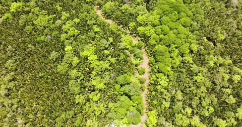 Mangroves in Borneo, Malaysia. Stock Footage 241570060