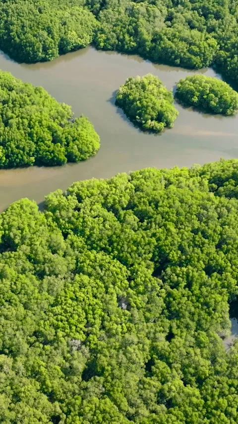 Mangroves in Borneo, Malaysia. Stock Footage 252482982