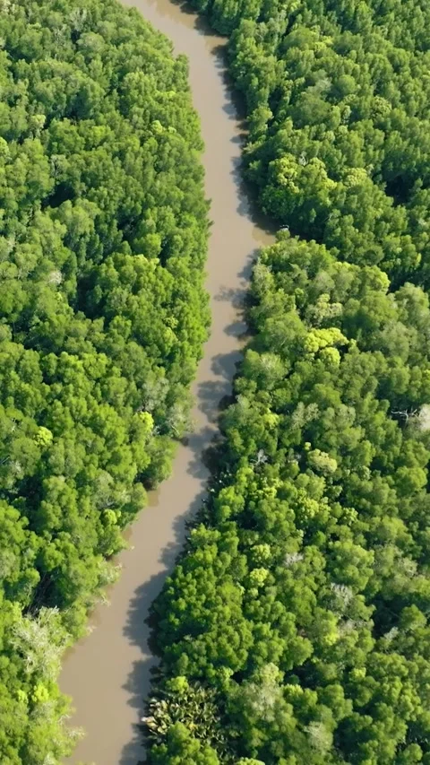 Mangroves in Borneo, Malaysia. Stock Footage 342833472