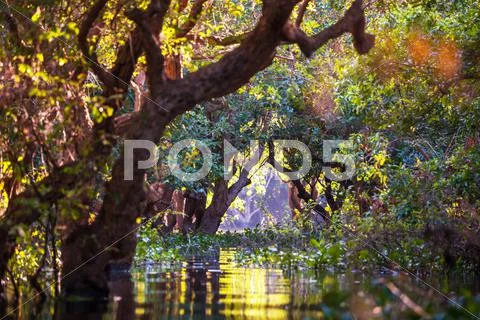 Mangroves in Cambodia Stock Photos