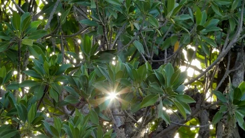 Mangroves close up backlit by flaring sun Stock Footage 84238477