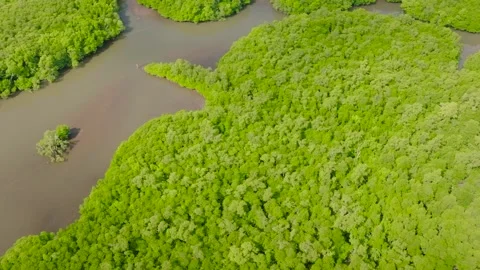 Mangroves in Coron. Palawan, Philippines. Stock Footage 284431007