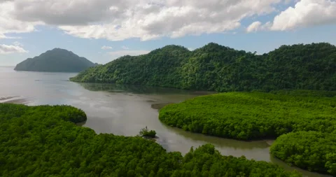 Mangroves in Coron, Palawan. Philippines. Stock Footage 321916372