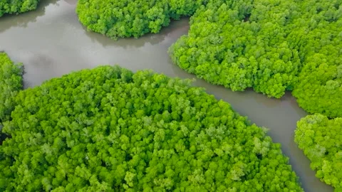Mangroves in Coron. Palawan, Philippines. Stock Footage 342511820