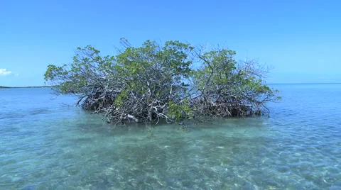 Mangroves Cuba Stock-Footage 3184039