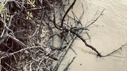 Mangroves dead branches Video stock 140631827