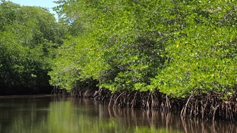 Mangroves, ecosystem view from river. Dynamic video: this is ecosystem - roots Stock Footage 270006194