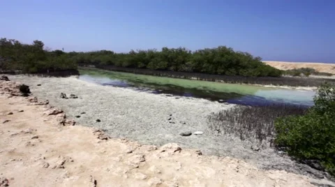 Mangroves in Egypt Stock Footage 52826790