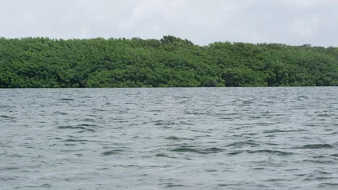 Mangroves in the Everglades Video stock 229205488