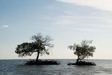 Mangroves in the Everglades Stock Photos