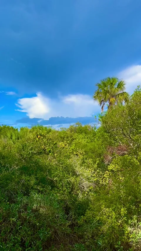 Mangroves of Florida Stock-Footage 276608729