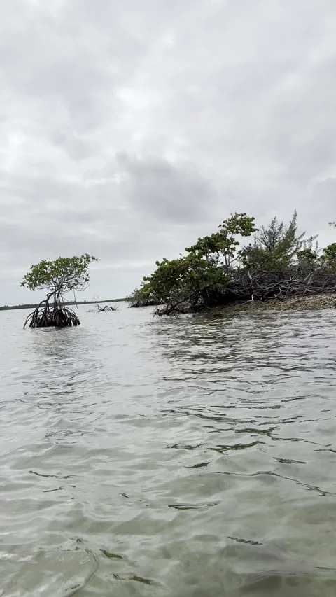 Mangroves in Florida. Vertical video. Stock Footage 299035150