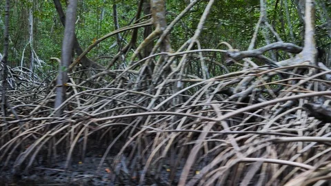 Mangroves that flow quickly in a river visited by fast boat Stock Footage 126711779