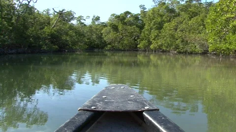 Mangroves Video stock 630733