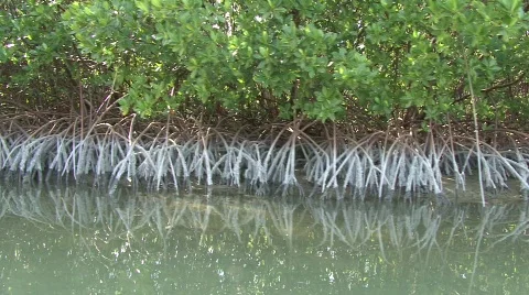 Mangroves Video stock 630734