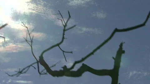 Mangroves Video stock 630737