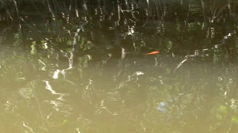 Mangroves Video stock 630742