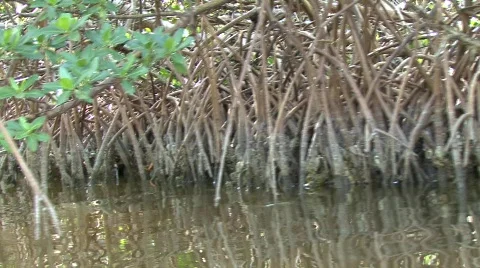 Mangroves Video stock 630745