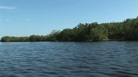 Mangroves Video stock 925224