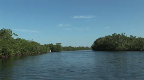 Mangroves Stock Footage 925282