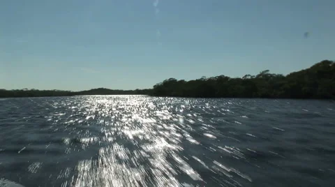 Mangroves Video stock 925313