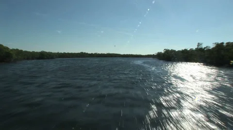 Mangroves Stock Footage 925318