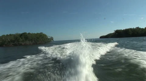 Mangroves Stock Footage 925390