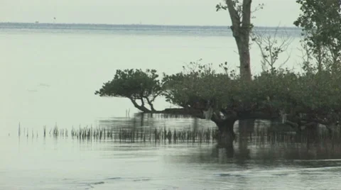 Mangroves Stock Footage 8747973