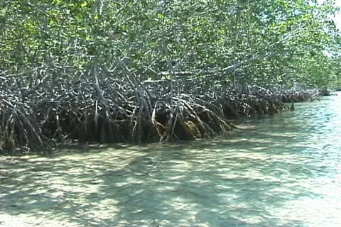 Mangroves Stock Footage