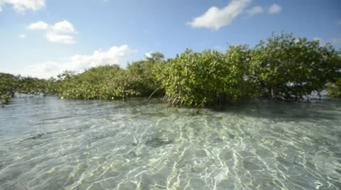Mangroves Stock Footage 21022121