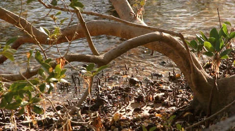 Mangroves 스톡 동영상 24633380