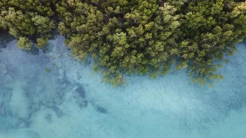 Mangroves Stock Footage 95743894