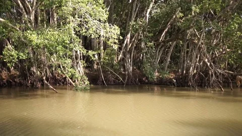 Mangroves Stock Footage 101493588