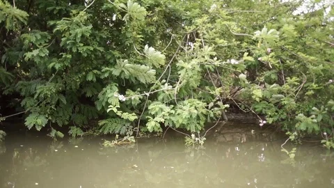 Mangroves Stock Footage 101493619
