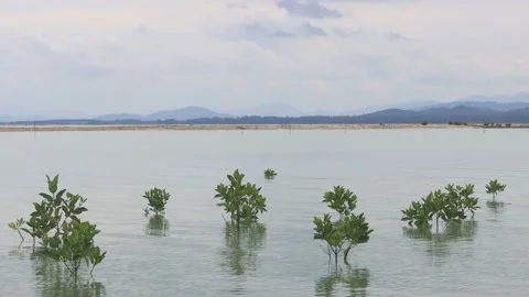 Mangroves Stock Footage 130189238
