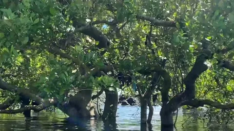 Mangroves Stock Footage 149087923