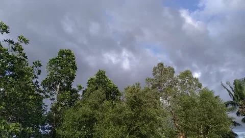 Mangroves Stock Footage 152364343