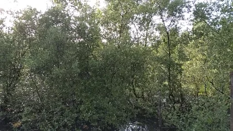 Mangroves Stock Footage 152365100