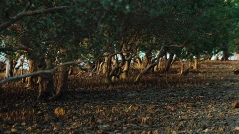 Mangroves Stock Footage 266425280