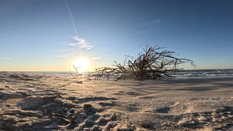 Mangroves Vidéo 294954175