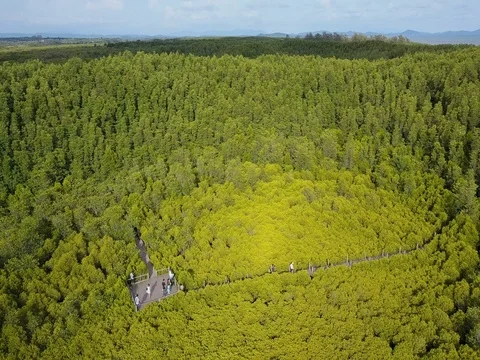 Mangroves forest in east shore at Pra Sae province Rayong, Thailand Stock Footage