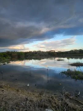 Mangroves Forest Ecosystem Cabo Rojo Pedernales Dominican Republic Stock Photos
